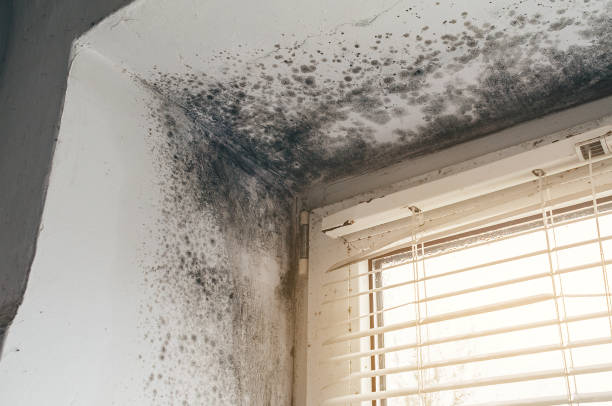 Trusted Mold Removal service in Barrington, NJ - Cheap Mold Removal